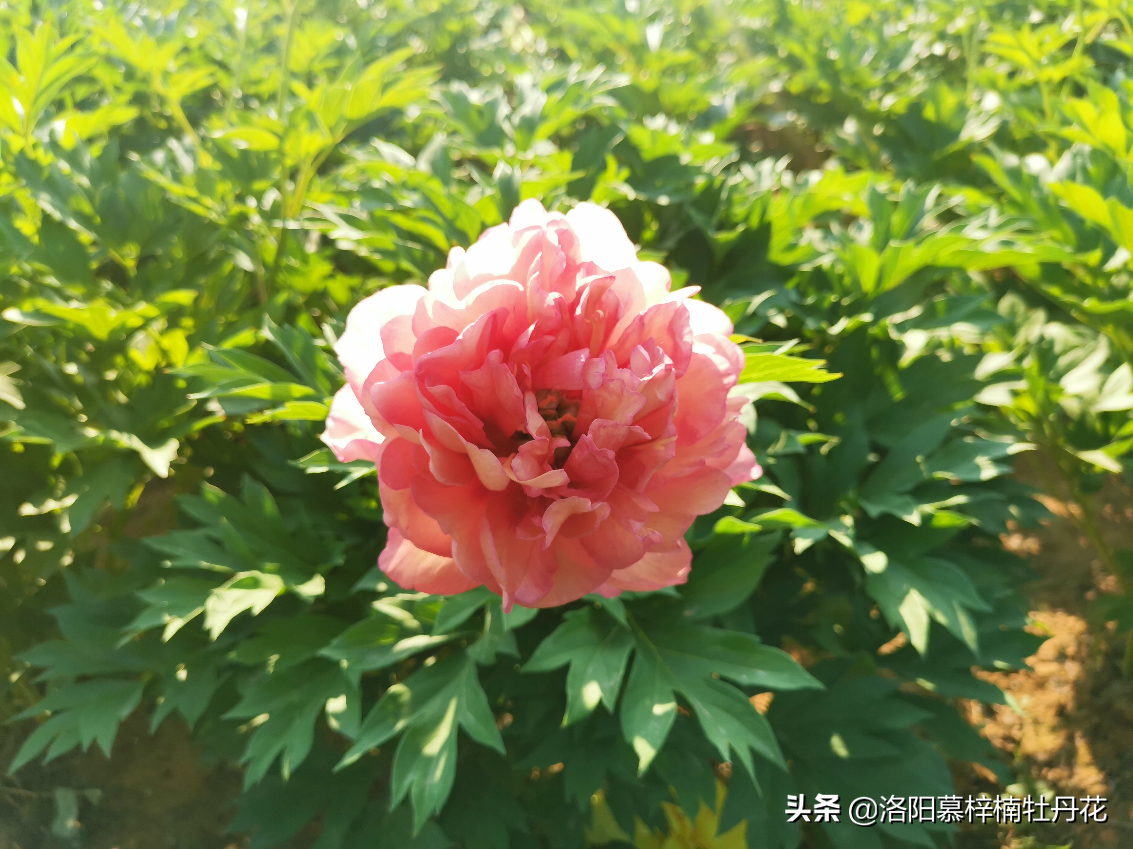 牡丹芍药的种植方法和注意事项,芍药苗子购买