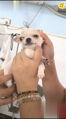 吉娃娃不听话什么原因,吉娃娃爱咬人怎么办