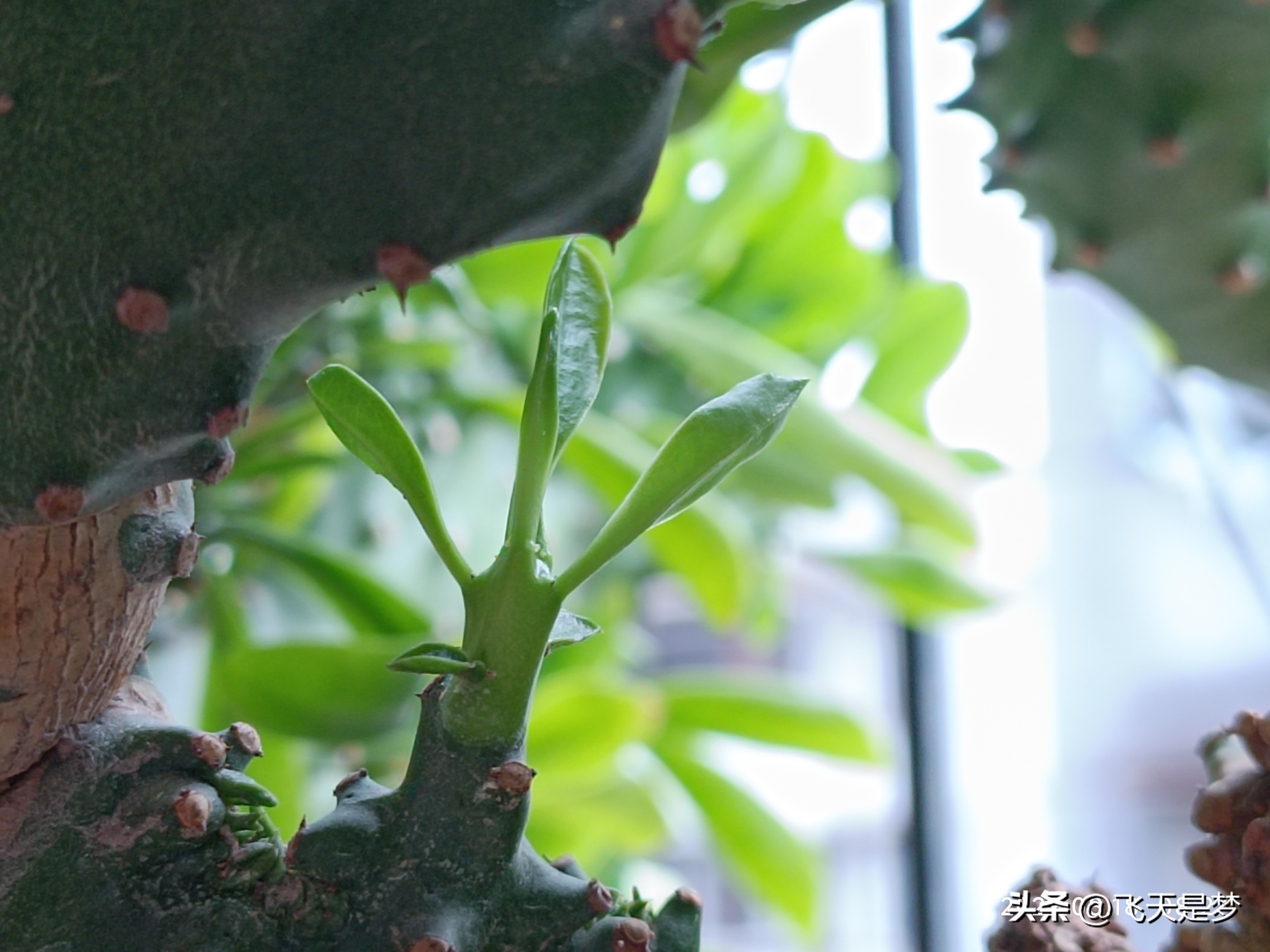 玉麒麟树的养护,玉麒麟好养吗