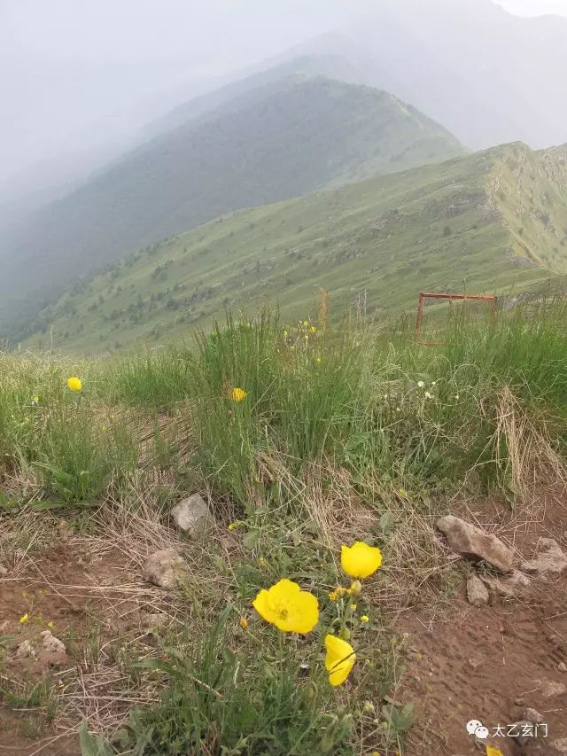 小五台山金莲花坡,小五台金莲花