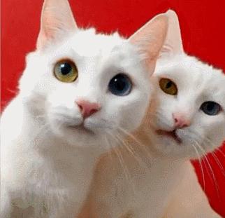 不建议养猫的十大坏处,养猫的危害和注意事项