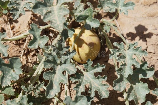 索马里曾经富裕,索马里是个怎样的国家