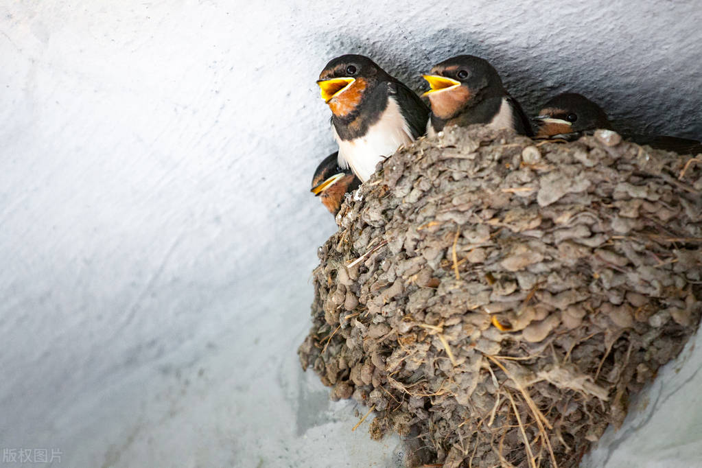 俗语宅子出现三喜家中能人辈出,俗话说门前有三树家兴人也旺