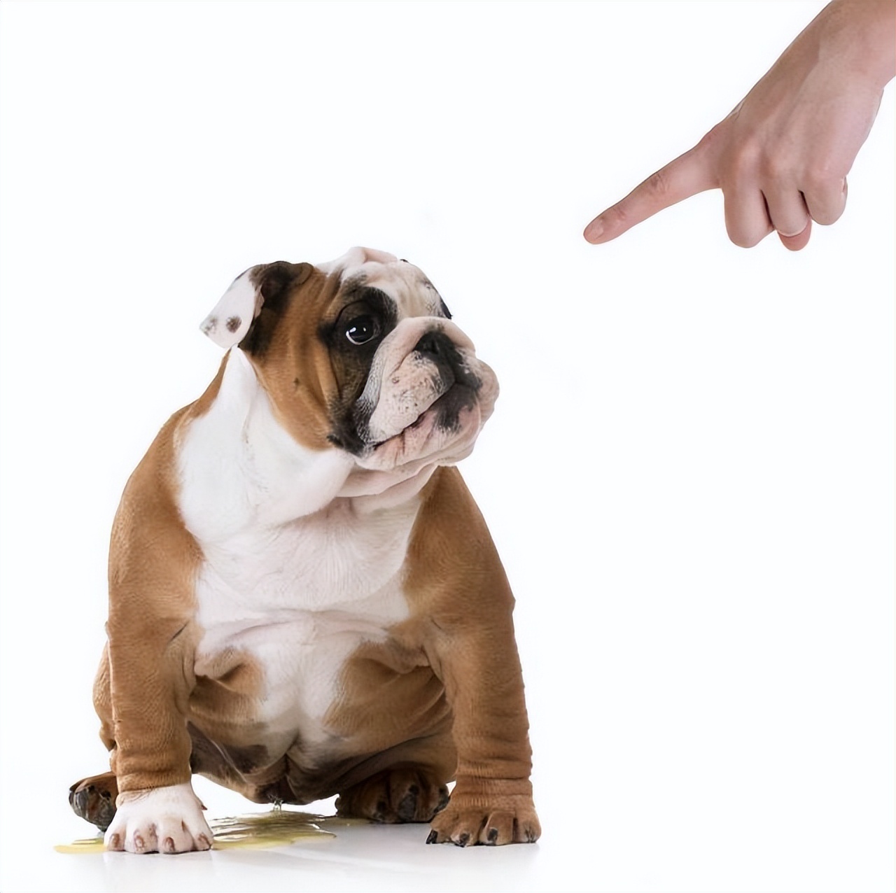 狗狗尿黄是什么原因分析,狗狗尿黄是什么原因引起的