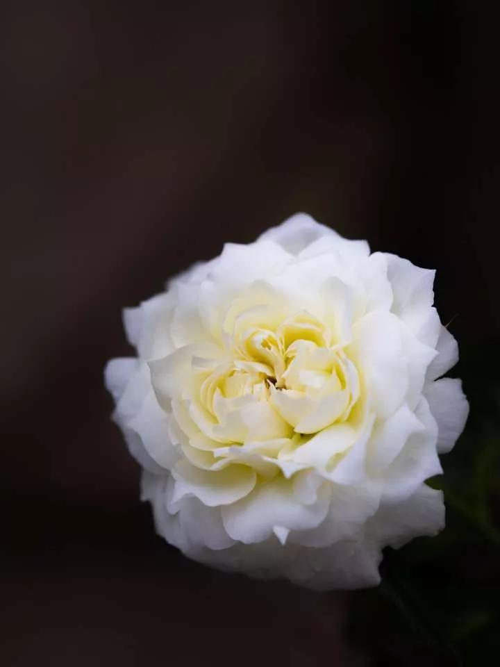 想要拥有自己的一间花店,好想拥有这样的一间花店