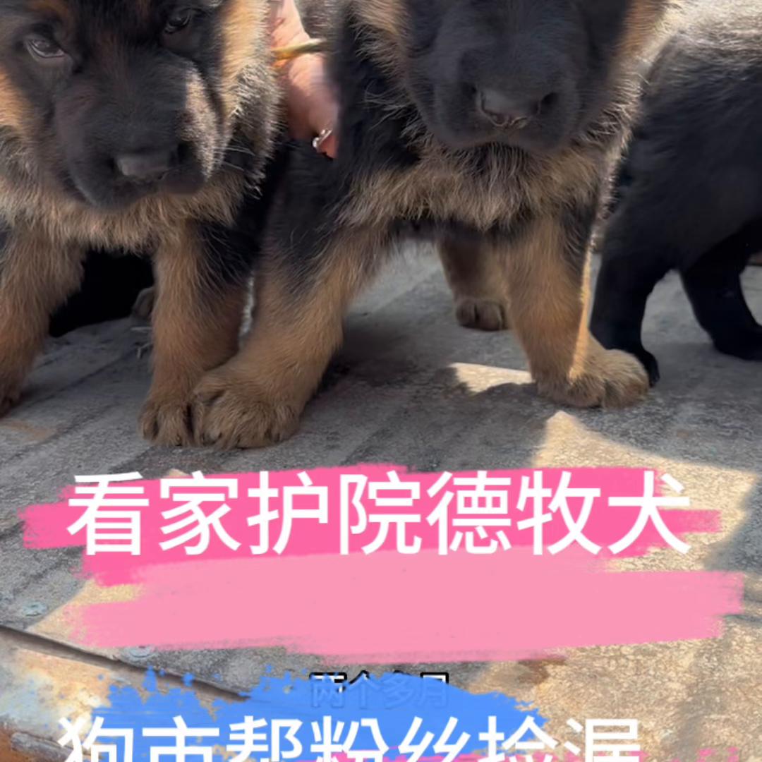 宠物市场买纯种德牧,德牧宠物市场