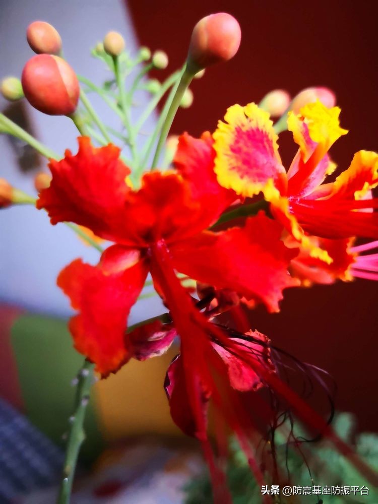 从发芽到开花的乐趣,从种子到果实成熟的感悟