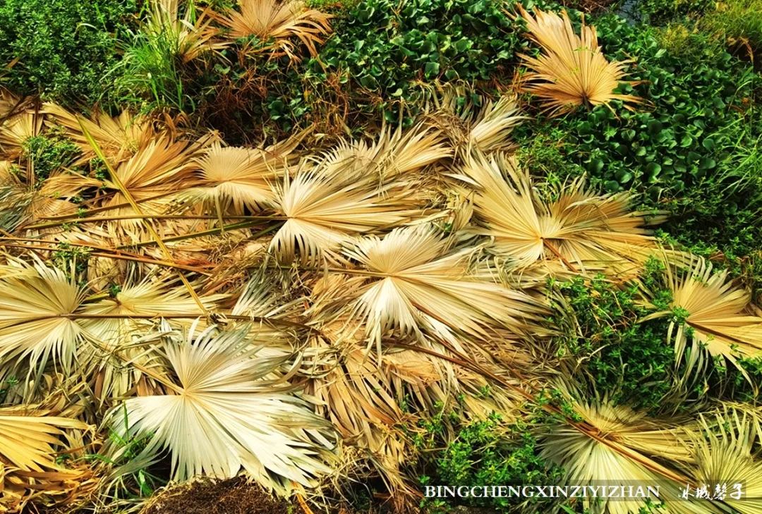 旅居海南：九所新区的浪漫情