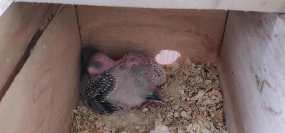 虎皮鹦鹉卡蛋如何防止,虎皮鹦鹉卡蛋有哪些症状