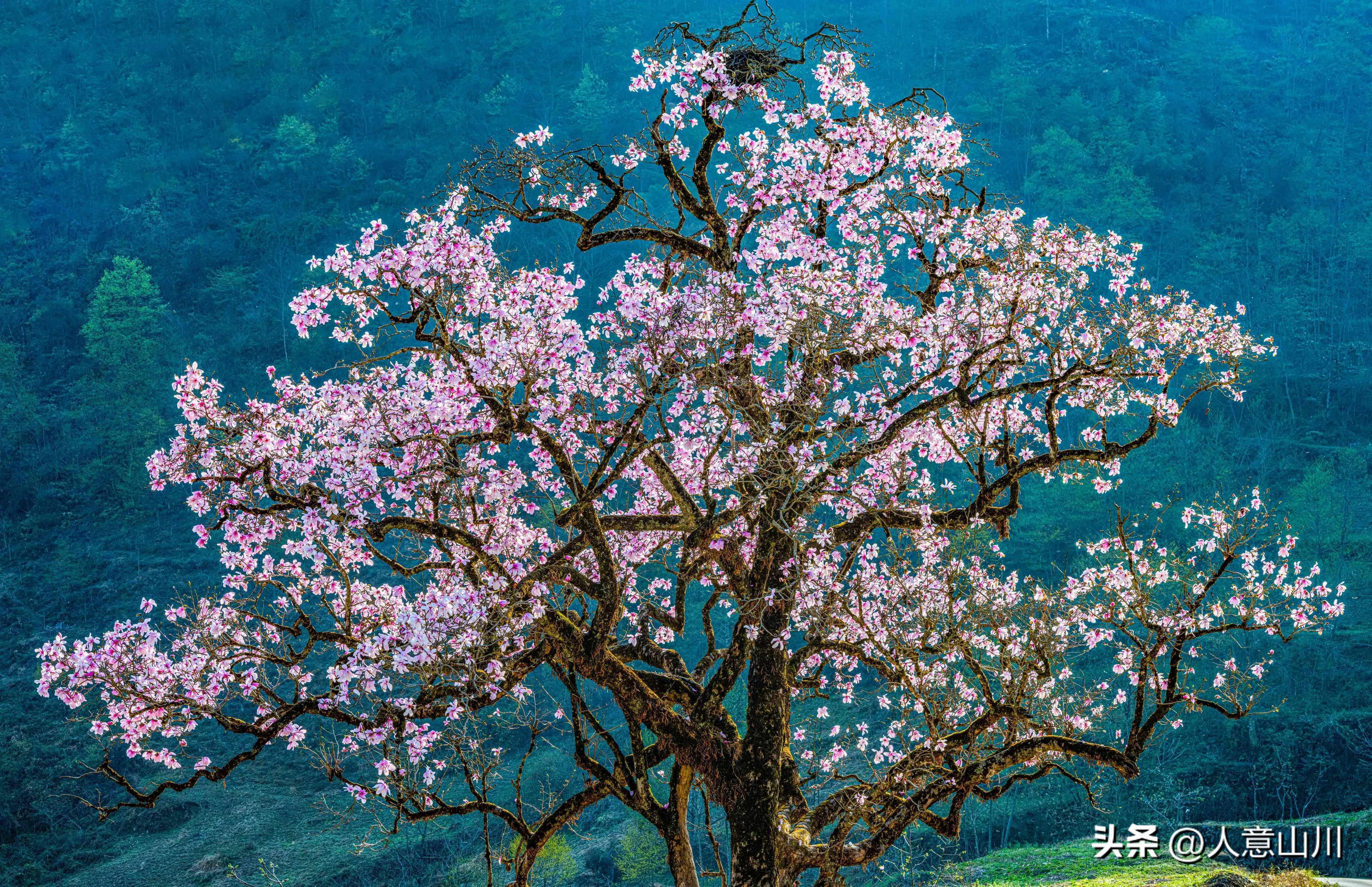 关于木兰花的故事,木兰花的故事