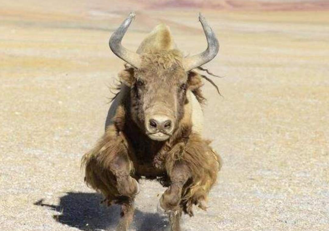 金丝野牦牛是几级保护动物,野牦牛属于国家几级保护动物