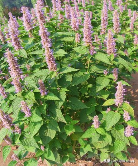 对一棵树的怀念和感悟,对植物的感恩