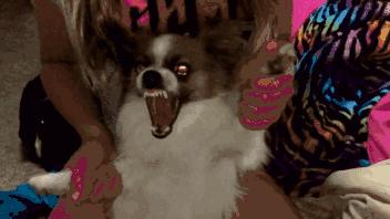 狗狗出现什么症状说明它快要走了,狗狗出现什么状况说明需要驱虫了