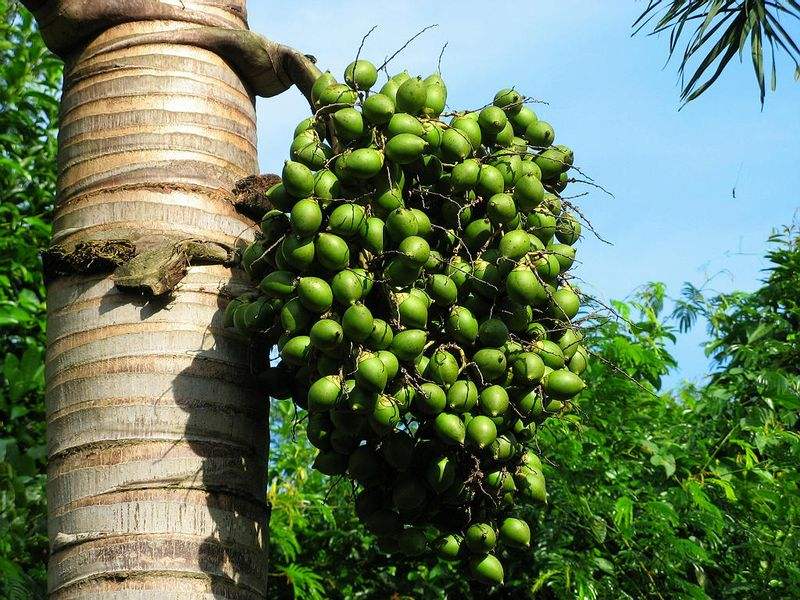 槟榔是不是属于软性毒品,中国六千万人上瘾的槟榔