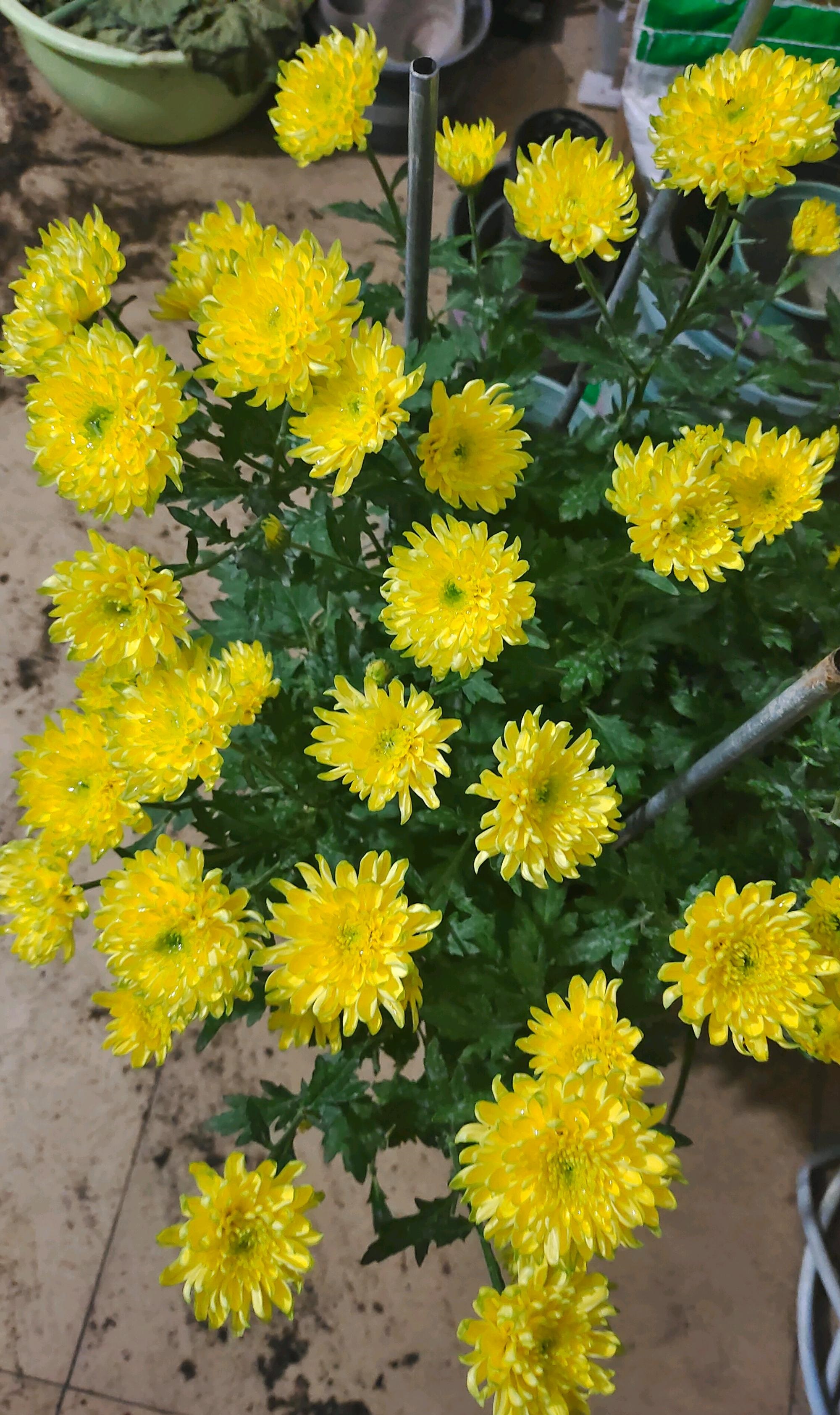 粉天赞菊花好养吗,天赞菊花冬天可以扦插吗