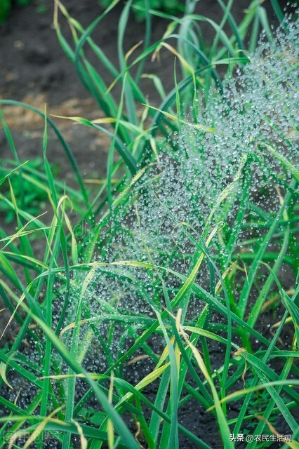 大蒜促根壮苗防冻打什么药,大蒜增根壮苗用什么药