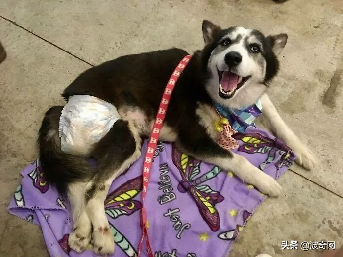 黑心狗厂,黑心宠物繁殖工厂