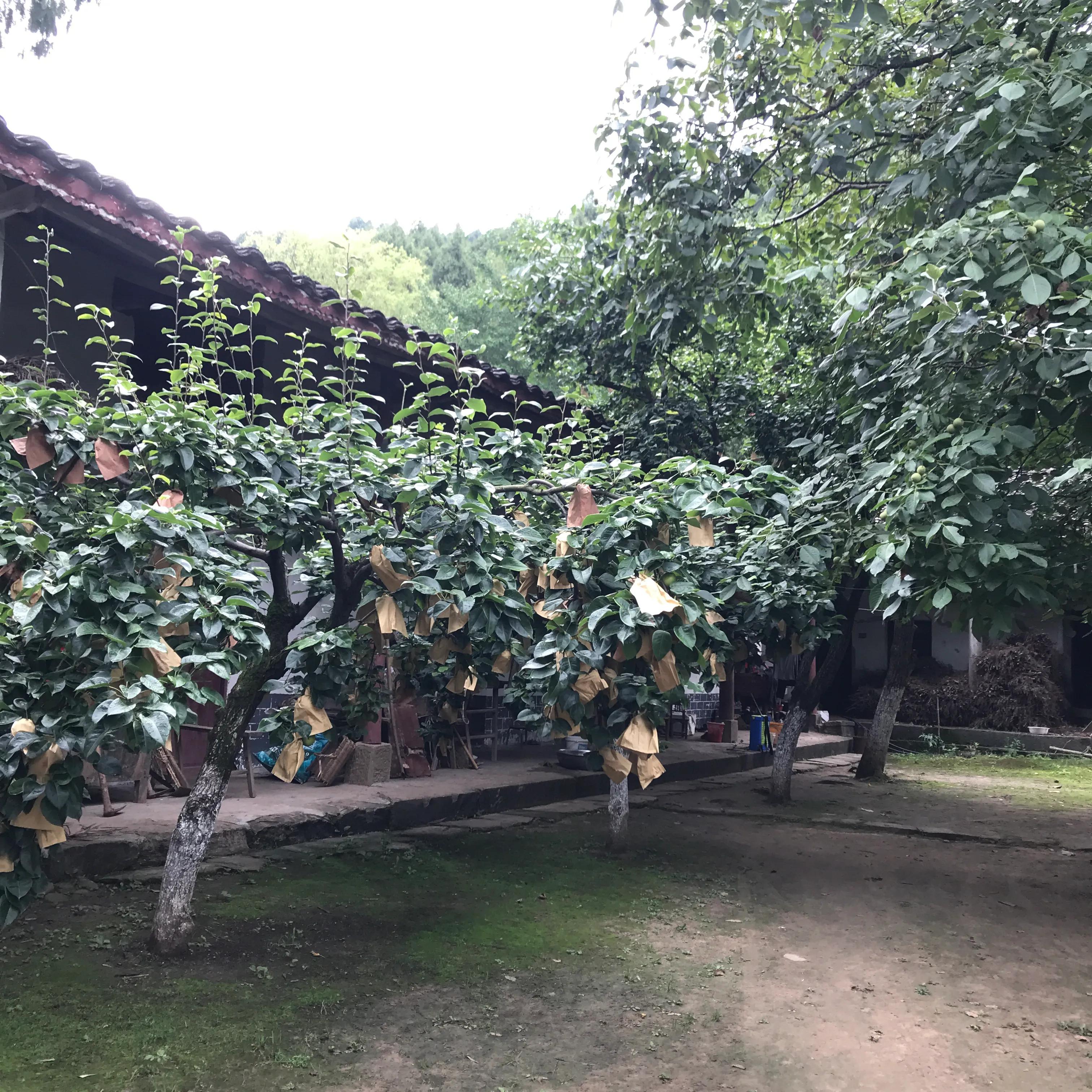 世外桃源山顶的隐居生活,山顶世外桃源