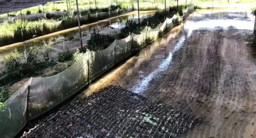 牛蛙烂皮是什么引起的,牛蛙烂头烂脚是什么原因