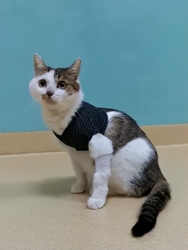 一例猫脓胸的病例分享,猫陈旧性创伤激光理疗