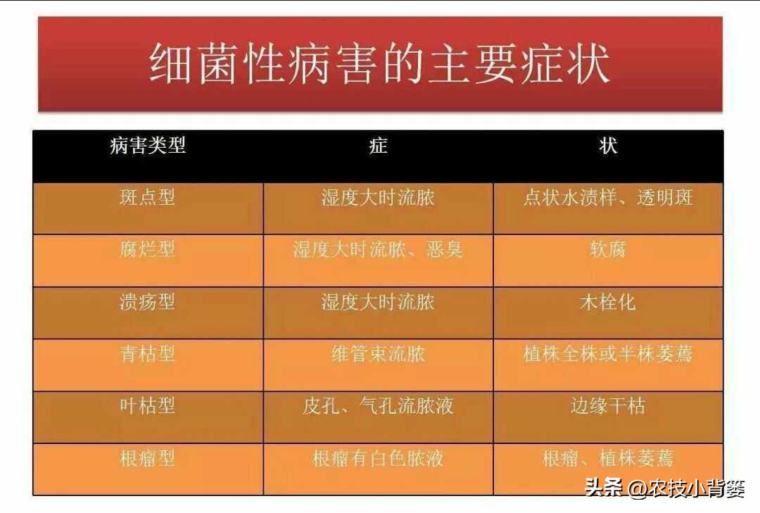 一招教你辨别真菌性病害,作物细菌真菌病毒轻松辨别