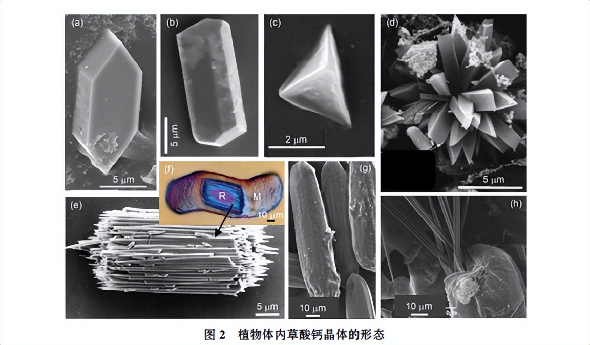 科学原理少吃的六大好处,吃菠萝的时候怎么感觉到扎嘴