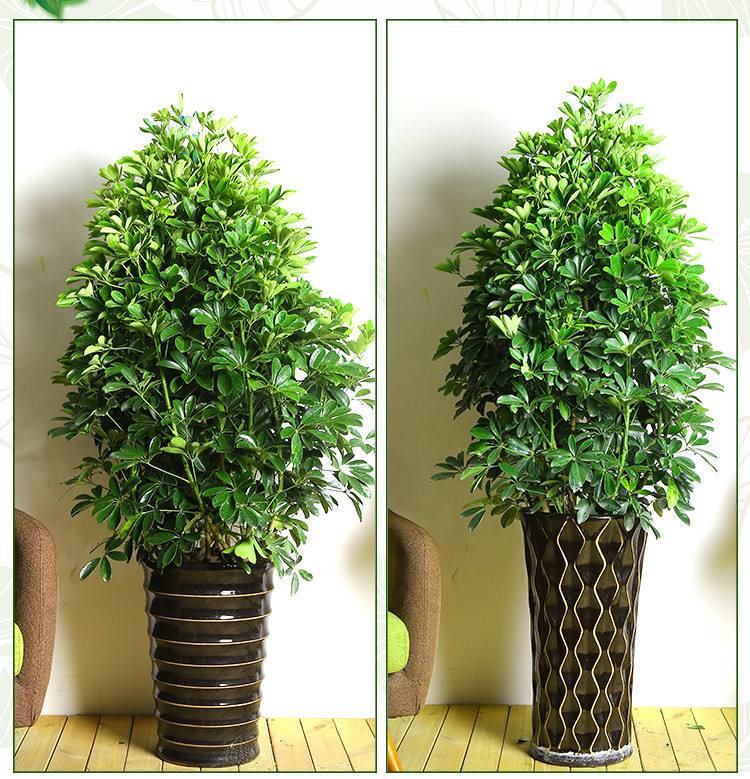 适合在家里养的净化空气的花,家里养什么花能净化空气