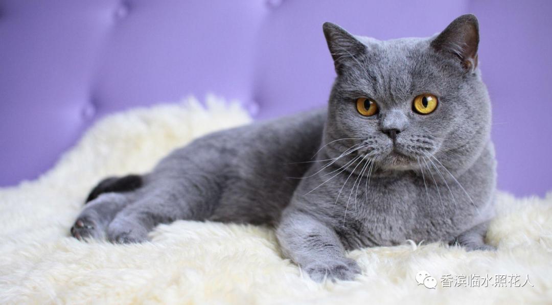 ​「五年级作文“我的心爱之物”」姜奕西《小猫》（二十四）