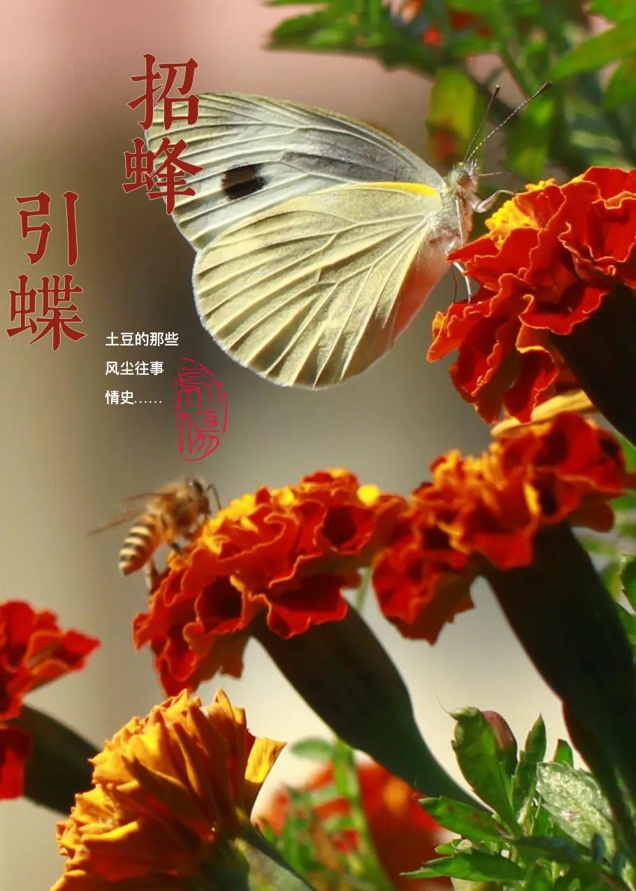 义乌民间方言俗语趣谈,义乌方言顺口溜