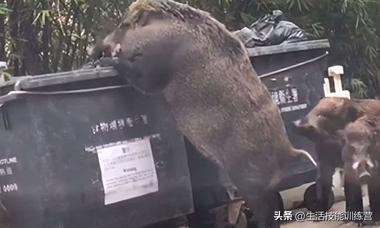 动物界中最强大的动物,动物界中最强动物