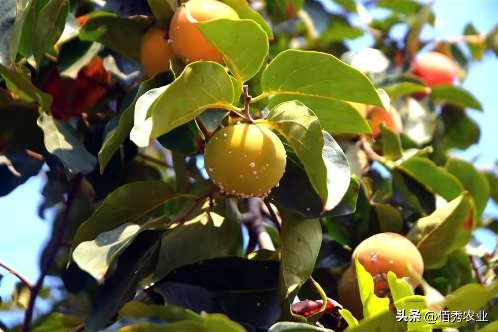 高效低毒杀虫剂蚧壳虫,蚧壳灵专用速效杀虫剂
