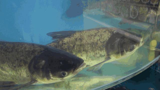 金枪鱼为什么停止游泳就会死掉,金枪鱼为什么停止游动会死