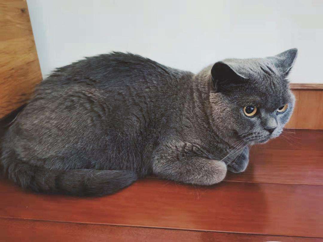 比较便宜好养的猫种,公认最好养的这几种猫值得入手