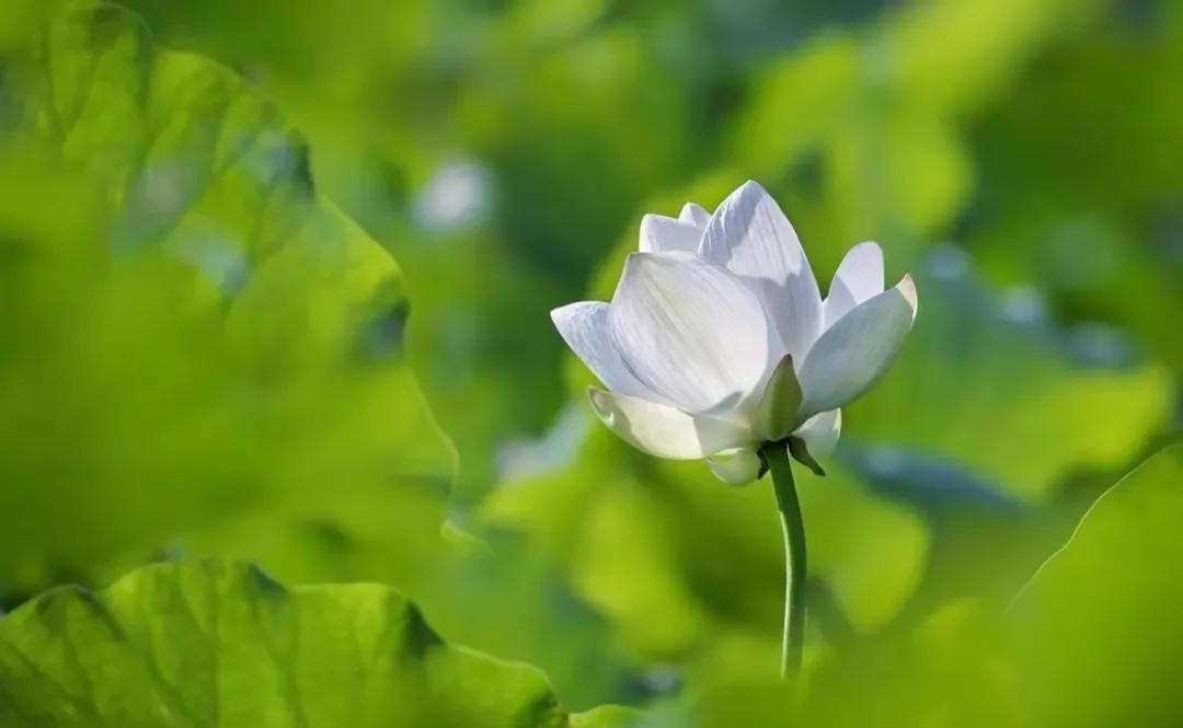 2023年三伏天第一伏什么时候开始,今年的三伏天从什么时候开始