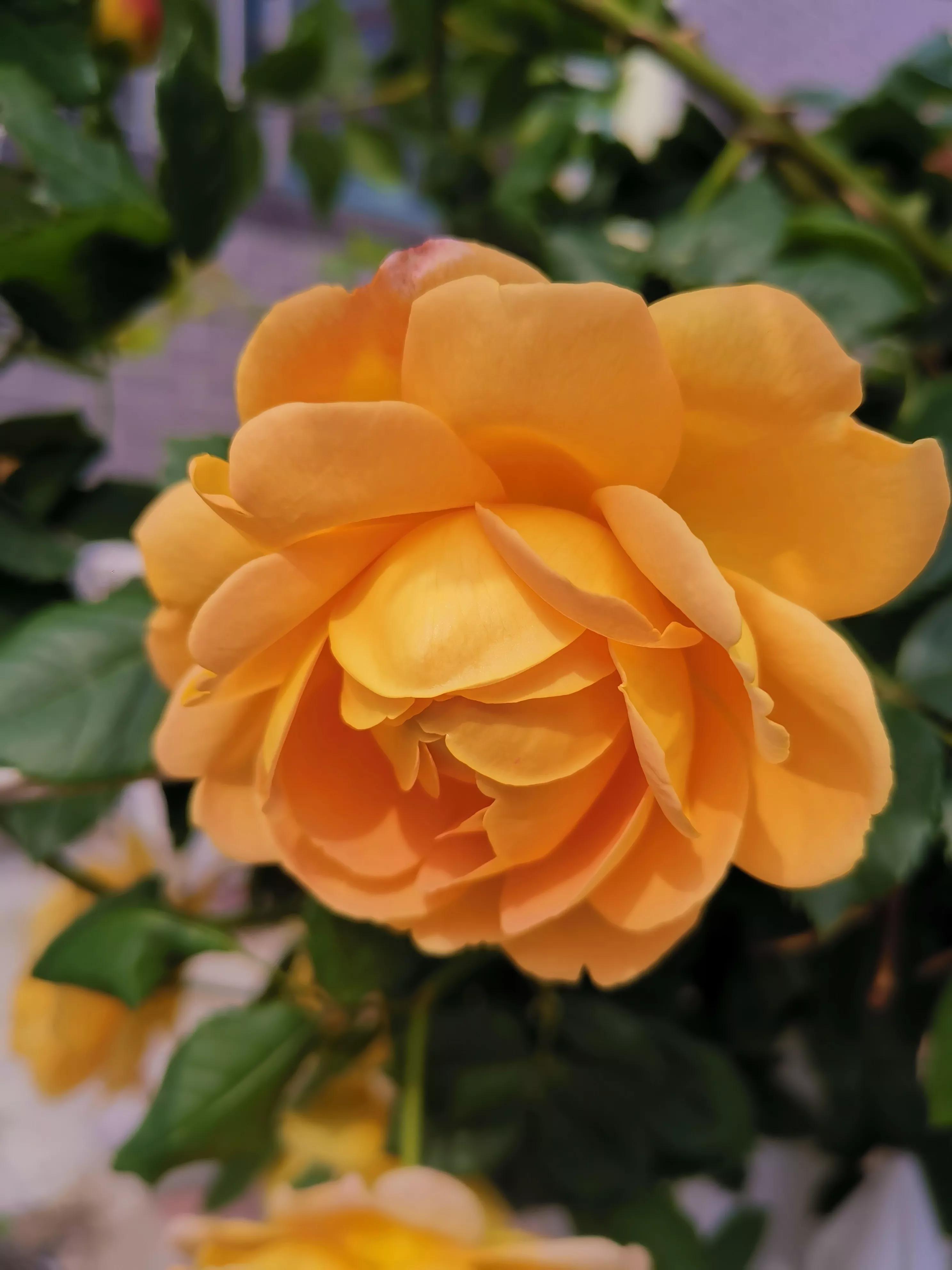 我的业余爱好介绍,我的业余爱好英语