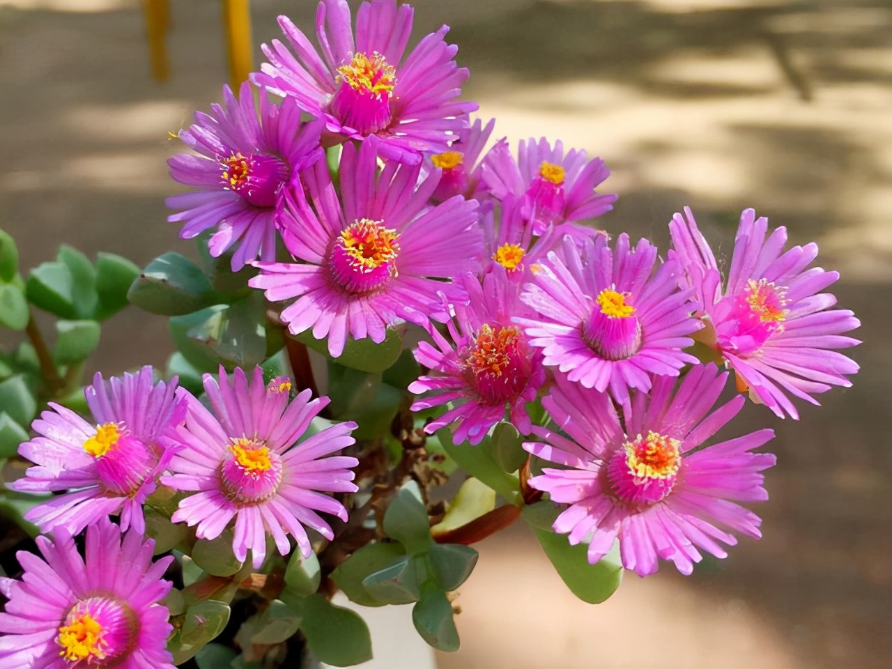多肉中间开花怎么办,多肉分叉开花以后怎么处理
