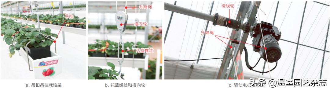 关注｜可升降的观光型草莓吊架，你见过吗？