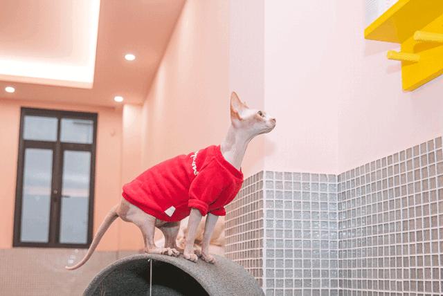 这4种猫一定要带回家,这5种猫便宜又好养