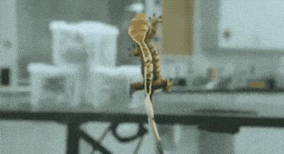 肺虚久咳的症状有哪些,咳久了肺虚症状有哪些