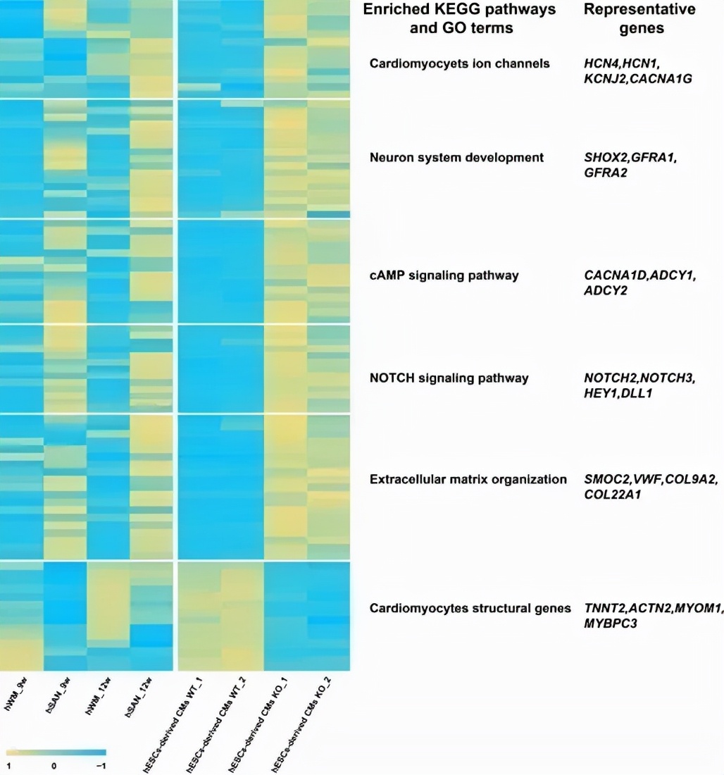 复旦上医,复旦上医最新排名