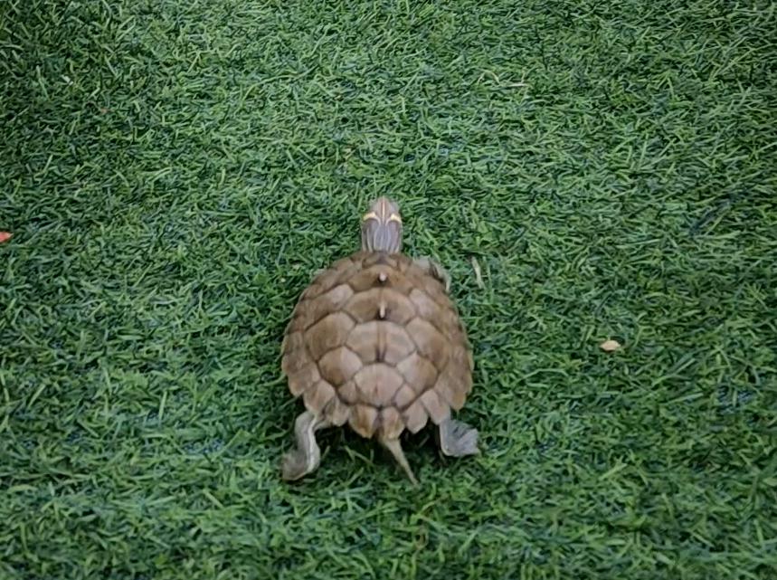 几个月的地图龟吃什么食物最好,地图龟没有龟粮吃什么