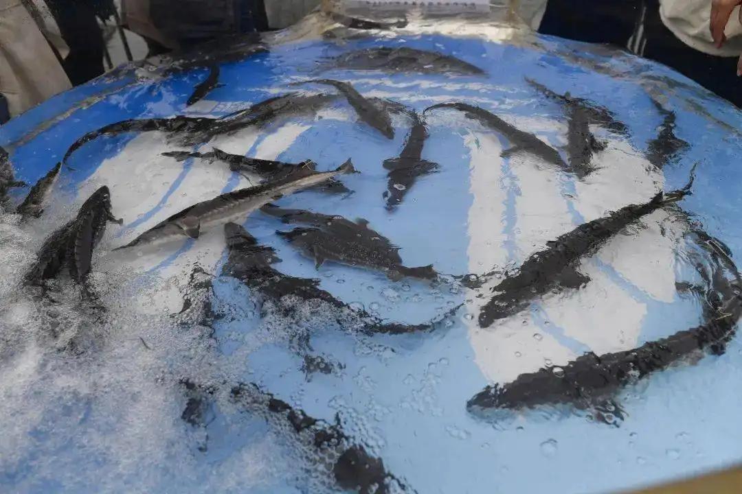 蓝色大龙渔民误捕5条中华鲟放生,渔民误捕野生中华鲟放生