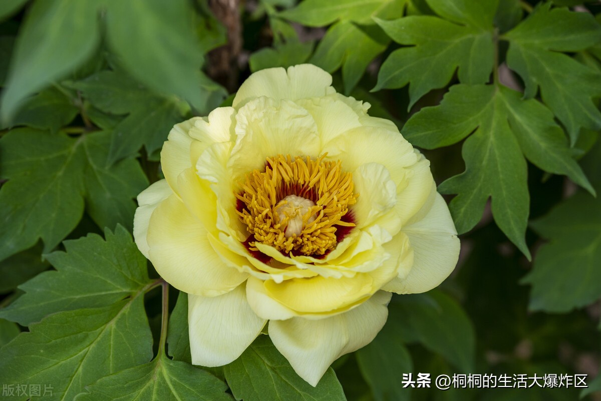 郑州两天小长假旅游,郑州周末出游去哪里希望远一点