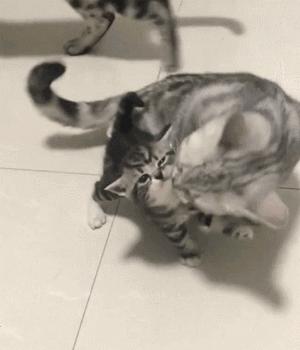 2023年最受欢迎的7种猫,最受欢迎的猫品种前十名