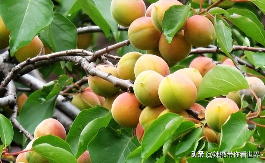 忻州一日游五台山雁门关忻州古城,五台山雁门关忻州古城三日游