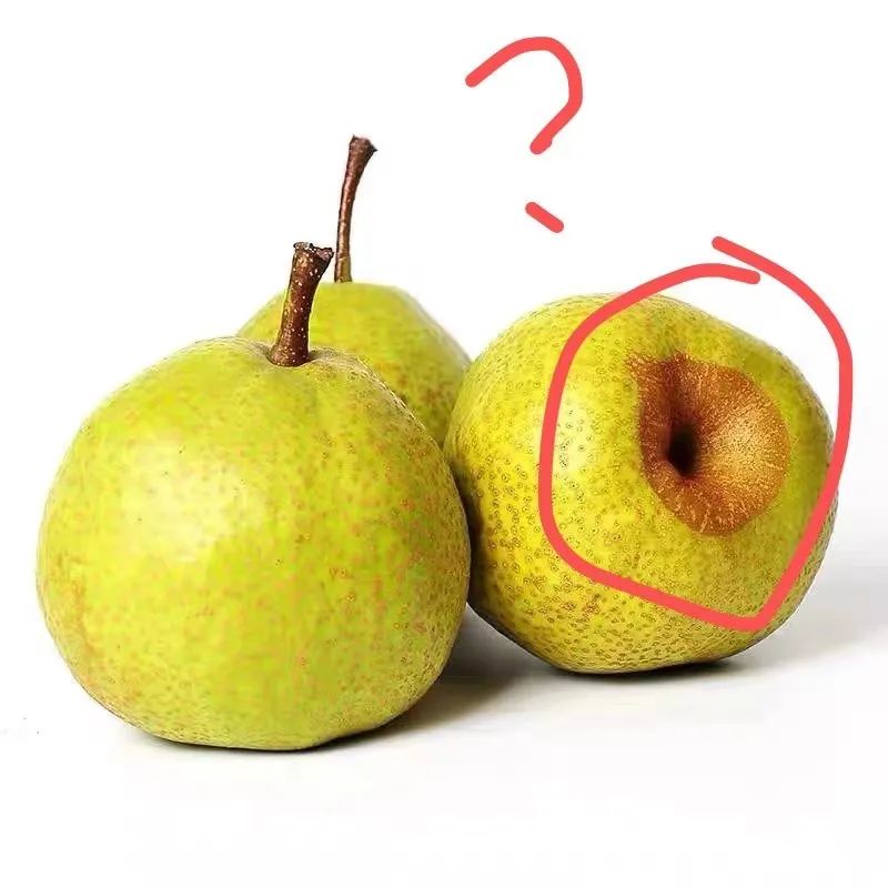 梨子中间只有一处是褐色的,梨子里面有褐色斑点是什么原因