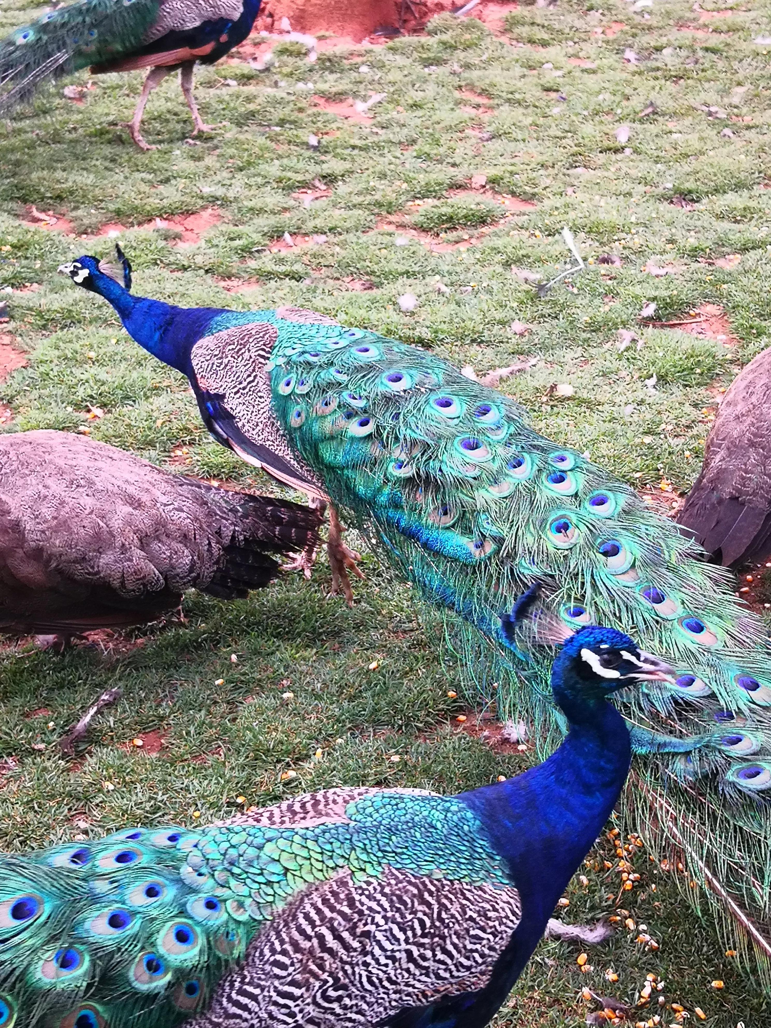 孔雀悠闲地在草地上嬉戏