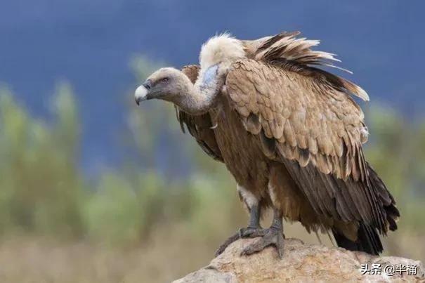 腐肉没有营养为什么有的动物吃,动物为什么能吃腐肉