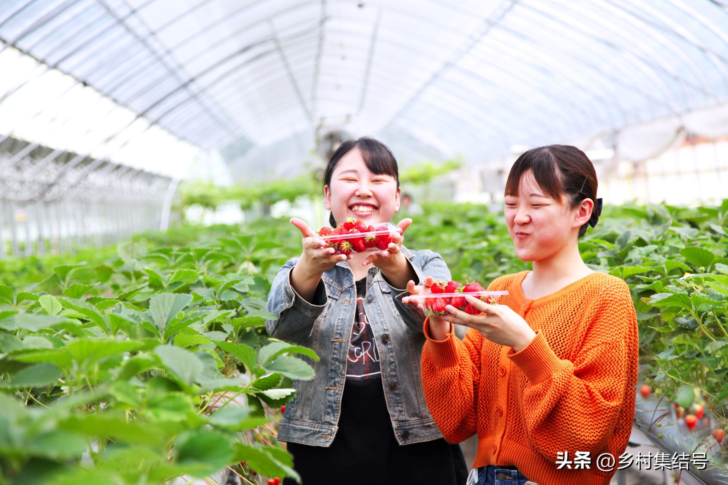 安田草莓园,日本安田草莓园