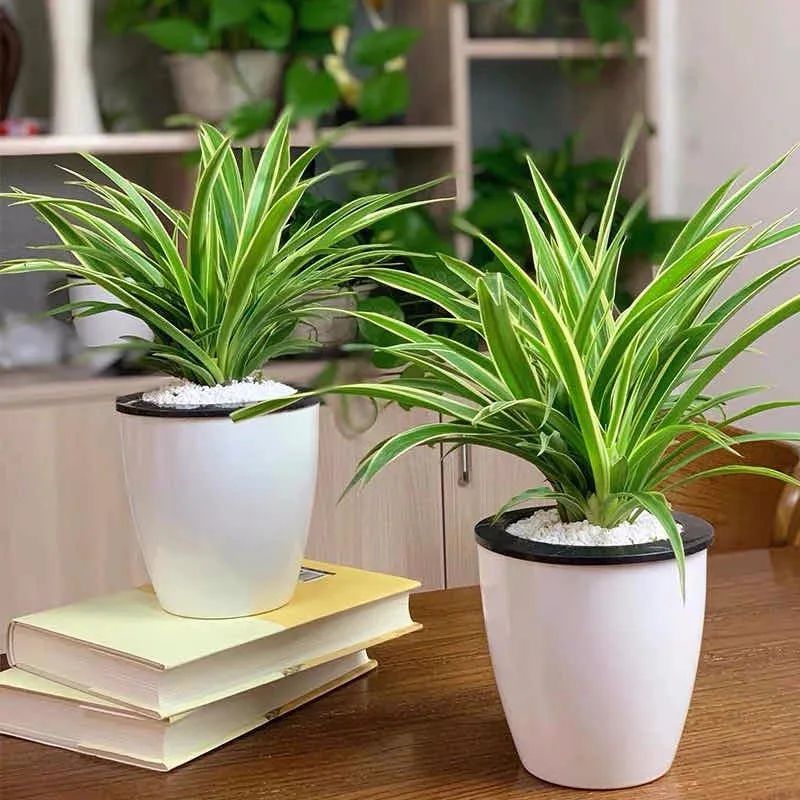 养这10种花越养家里越干净,适宜在家中养的10种花排名